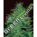 1 UND FEM - AMNESIA HAZE AUTO * EXPERT SEEDS 1 UND FEMINIZADA