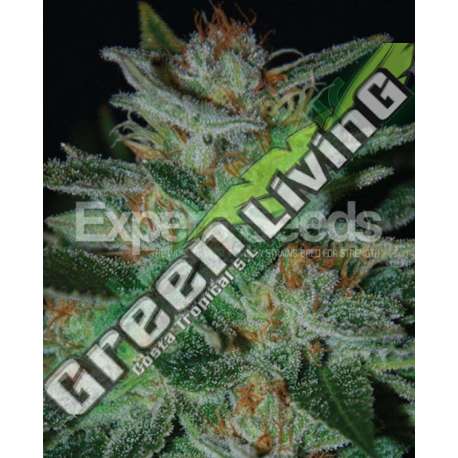 1 UND FEM - BLUE FUNK * EXPERT SEEDS 1 UND FEMINIZADA