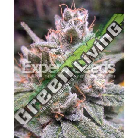 1 UND FEM - GORILLA GLUE 4 AUTO * EXPERT SEEDS 1 UND FEMINIZADA