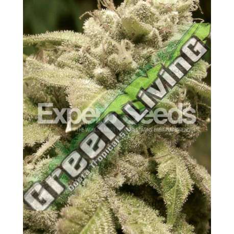 1 UND FEM - GORILLA GLUE 4 X WHITE WIDOW * EXPERT SEEDS 1 UND FEMINIZADA