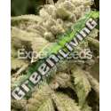 1 UND FEM - GORILLA GLUE 4 X WHITE WIDOW * EXPERT SEEDS 1 UND FEMINIZADA