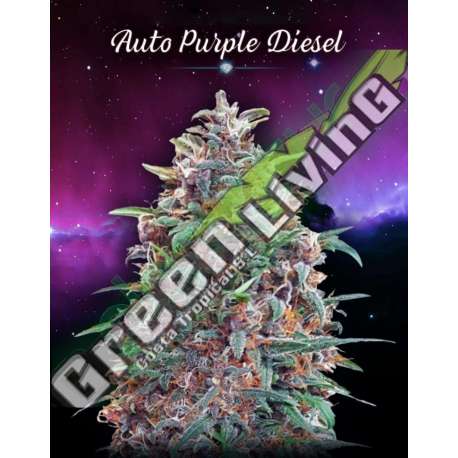 3 UND FEM - AUTO PURPLE DIESEL * ADVANCED SEEDS 3 UND FEM
