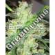 3 UND FEM - GORILLA GLUE 4 X CHEESE * EXPERT 3 UND FEMINIZADAS