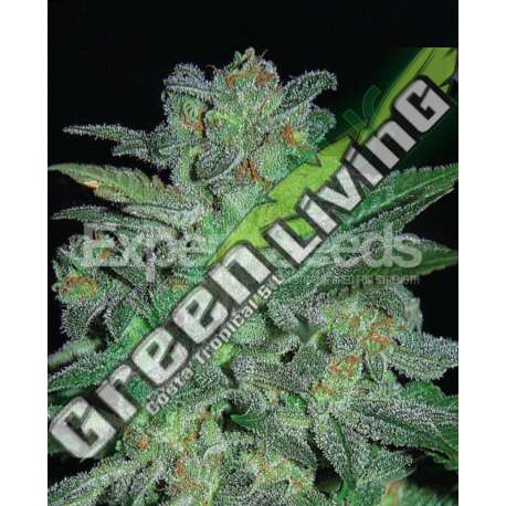 5 UND FEM - NORTHERN LIGHTS * EXPERT SEEDS 5 UND FEMINIZADAS