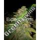 5 UND FEM - CRITICAL BLUE AUTO * EXPERT 5 UND FEMINIZADAS