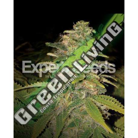5 UND FEM - CRITICAL BLUE AUTO * EXPERT 5 UND FEMINIZADAS