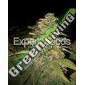 5 UND FEM - CRITICAL BLUE AUTO * EXPERT 5 UND FEMINIZADAS