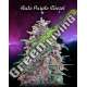 10 UND FEM - AUTO PURPLE DIESEL * ADVANCED SEEDS 10 UND FEM