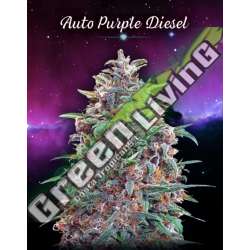 10 UND FEM - AUTO PURPLE DIESEL * ADVANCED SEEDS 10 UND FEM