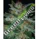 10 UND FEM - BLUE FUNK * EXPERT SEEDS 10 UND FEMINIZADAS