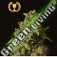 3 UND FEM - ROLLEX OG KUSH * DEVILS HARVEST SEEDS 3 UND FEM