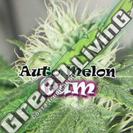 2 UND FEM - AUTO MELON GUM * DR UNDERGROUND 2 UND FEM