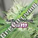 2 UND FEM - AUTO MELON GUM * DR UNDERGROUND 2 UND FEM