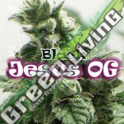 4 UND FEM - BLACK JESUS OG * DR UNDERGROUND 4 UND FEM