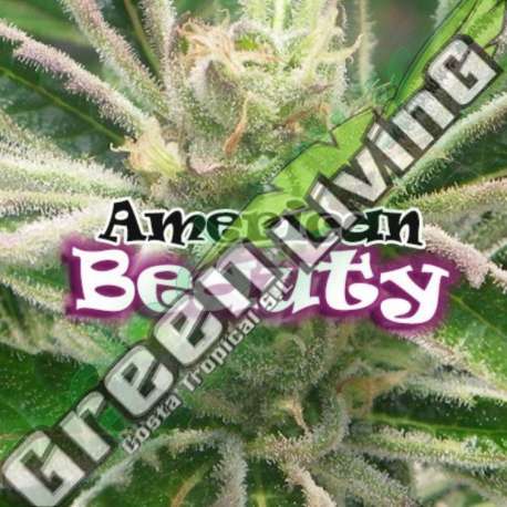 4 UND FEM - AMERICAN BEAUTY * DR UNDERGROUND 4 UND FEM
