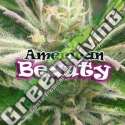 4 UND FEM - AMERICAN BEAUTY * DR UNDERGROUND 4 UND FEM