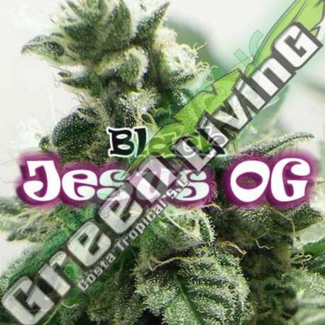 8 UND FEM - BLACK JESUS OG * DR UNDERGROUND 8 UND FEM