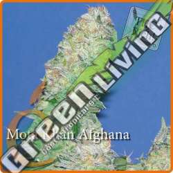 7 UND FEM - MOTA KHAN AFGHANA * ELITE SEEDS 7 UND FEMINIZADAS