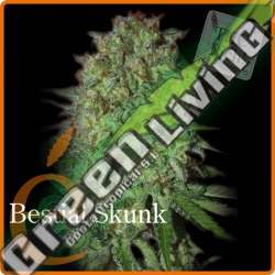 7 UND FEM - BESTIAL SKUNK * ELITE SEEDS 7 UND FEMINIZADAS