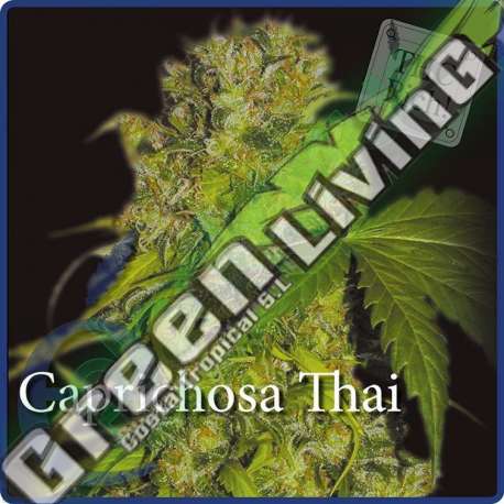 7 UND FEM - CAPRICHOSA THAI * ELITE SEEDS 7 UND FEMINIZADAS