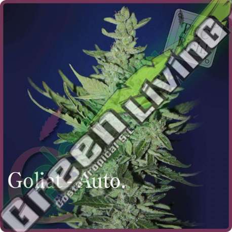 7 UND FEM - GOLIAT AUTOFLORECIENTE * ELITE SEEDS 7 UND FEMINIZADAS