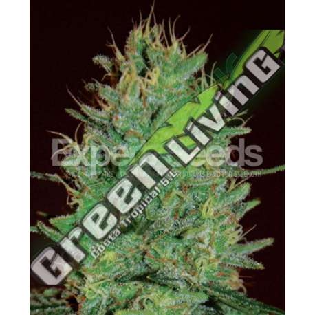 1 UND FEM - AMNESIA HAZE * EXPERT SEEDS 1 UND FEMINIZADA