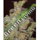 1 UND FEM - FUNKY SKUNK * EXPERT SEEDS 1 UND FEMINIZADA