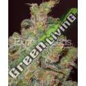 1 UND FEM - FUNKY SKUNK * EXPERT SEEDS 1 UND FEMINIZADA
