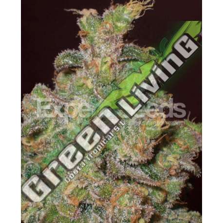 3 UND FEM - FUNKY SKUNK * EXPERT SEEDS 3 UND FEMINIZADAS