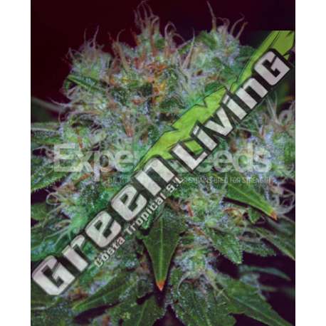 3 UND FEM - BLUE FUNK AUTO * EXPERT SEEDS 3 UND FEMINIZADAS