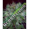 3 UND FEM - BLUE FUNK AUTO * EXPERT SEEDS 3 UND FEMINIZADAS