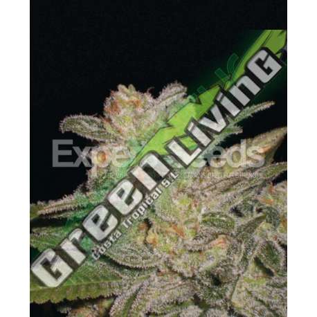 5 UND FEM - NORTHERN LIGHTS AUTO * EXPERT SEEDS 5 UND FEMINIZADAS