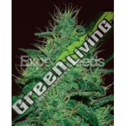 5 UND FEM - AMNESIA HAZE AUTO * EXPERT SEEDS 5 UND FEMINIZADAS