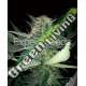 5 UND FEM - CRITICAL LIGHTS * EXPERT SEEDS 5 UND FEMINIZADAS