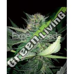 5 UND FEM - CRITICAL LIGHTS * EXPERT SEEDS 5 UND FEMINIZADAS