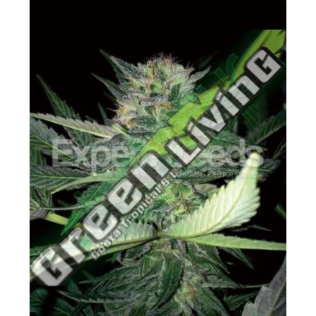 5 UND FEM - CRITICAL LIGHTS * EXPERT SEEDS 5 UND FEMINIZADAS