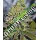 5 UND FEM - SWEET ZOMBIE * EXPERT SEEDS 5 UND FEMINIZADAS