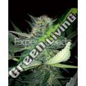 10 UND FEM - CRITICAL LIGHTS * EXPERT SEEDS 10 UND FEMINIZADAS