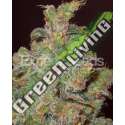 10 UND FEM - FUNKY SKUNK * EXPERT SEEDS 10 UND FEMINIZADAS