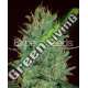 10 UND FEM - AMNESIA HAZE * EXPERT SEEDS 10 UND FEMINIZADAS