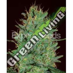 10 UND FEM - AMNESIA HAZE * EXPERT SEEDS 10 UND FEMINIZADAS
