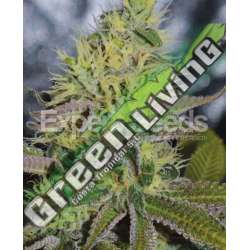 10 UND FEM - SWEET ZOMBIE * EXPERT SEEDS 10 UND FEMINIZADAS