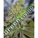 10 UND FEM - SWEET ZOMBIE * EXPERT SEEDS 10 UND FEMINIZADAS