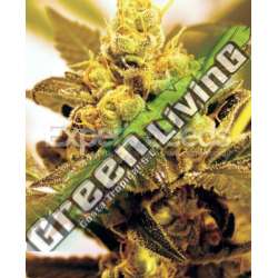 10 UND FEM - FRUIT SALAD * EXPERT SEEDS 10 UND FEMINIZADAS