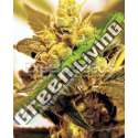 10 UND FEM - FRUIT SALAD * EXPERT SEEDS 10 UND FEMINIZADAS