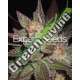 10 UND FEM - LAVANDULA * EXPERT SEEDS 10 UND FEMINIZADAS