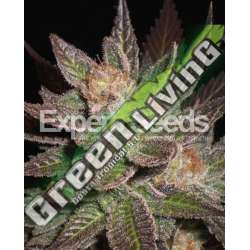 10 UND FEM - LAVANDULA * EXPERT SEEDS 10 UND FEMINIZADAS