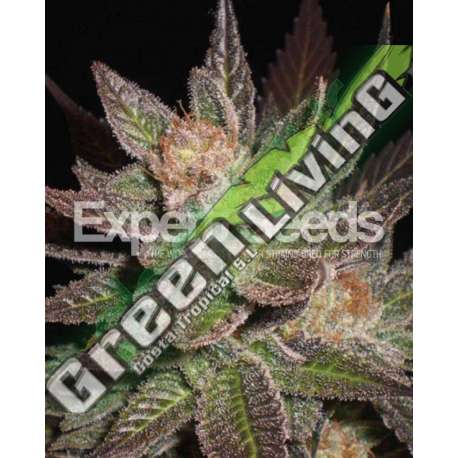 10 UND FEM - LAVANDULA * EXPERT SEEDS 10 UND FEMINIZADAS