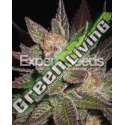 10 UND FEM - LAVANDULA * EXPERT SEEDS 10 UND FEMINIZADAS