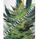 10 UND FEM - AFGHAN SKUNK * EXPERT SEEDS 10 UND FEMINIZADAS